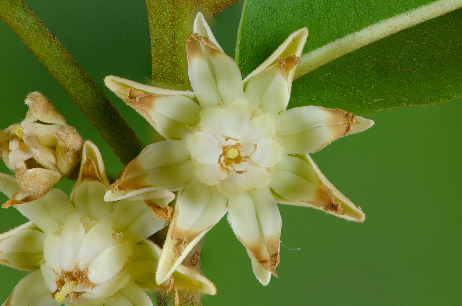 北京園藝助手App開(kāi)發(fā)，打造多彩花園的數(shù)字秘籍