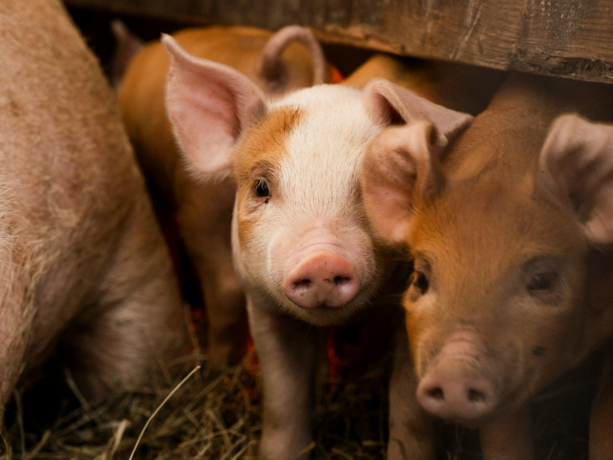 北京養(yǎng)豬學習工具軟件開發(fā)，一鍵掌握養(yǎng)豬知識