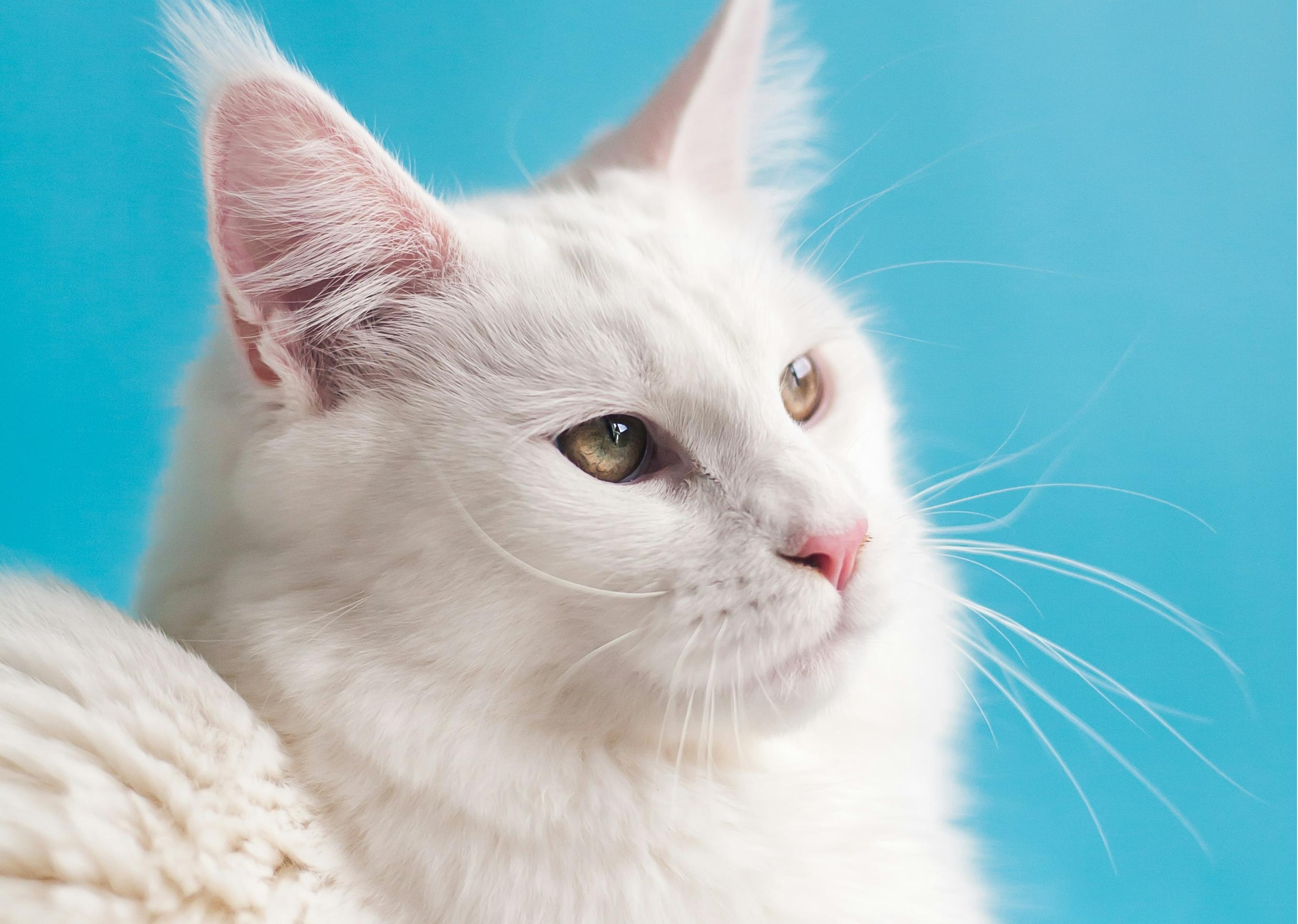 北京小程序開(kāi)發(fā)公司推薦