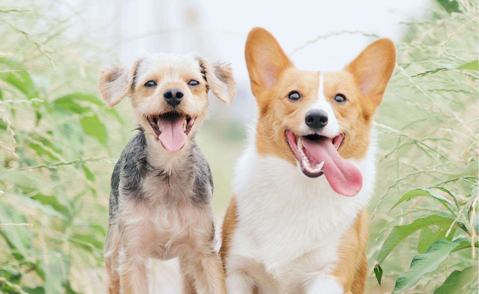 天津?qū)櫸镌诰€問診小程序開發(fā)，寵物健康有“醫(yī)”靠