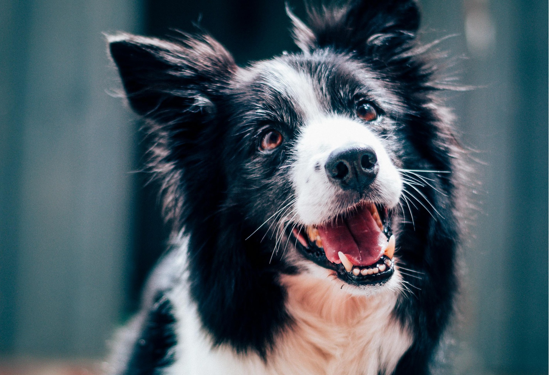 天津?qū)櫸锿羞\(yùn)小程序開發(fā)，便捷出行一鍵開啟