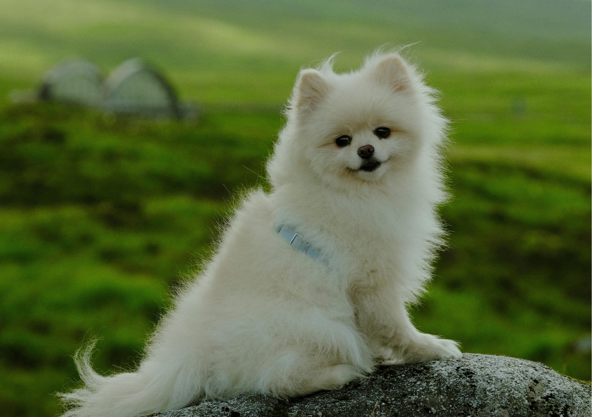 石家莊寵物拼車(chē)托運(yùn)App開(kāi)發(fā)，塑造拼車(chē)“它經(jīng)濟(jì)”