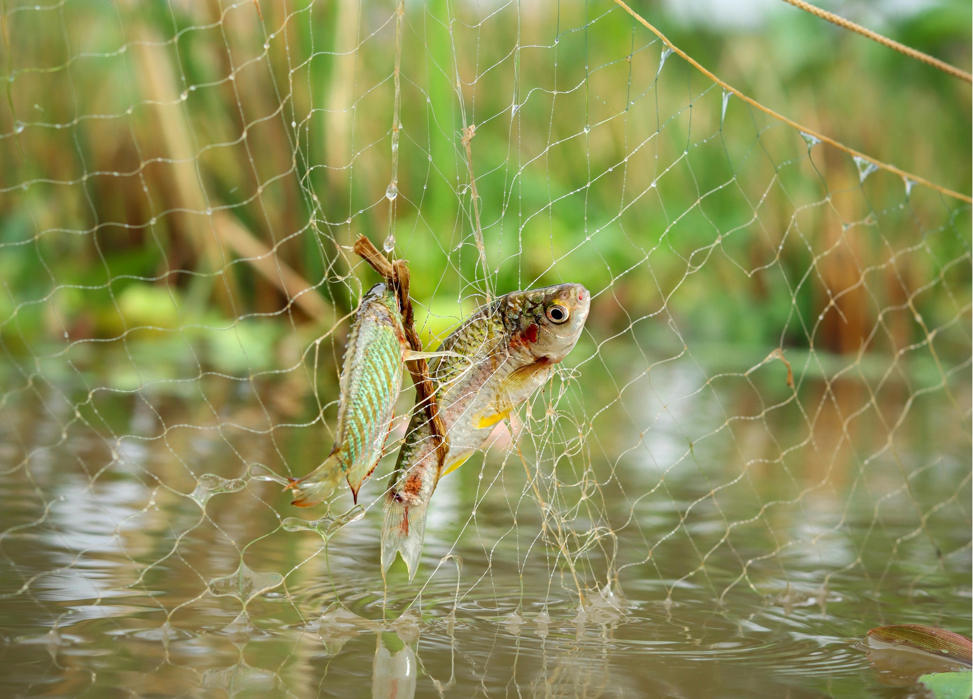 保定水產(chǎn)品信息資訊平臺(tái)App開(kāi)發(fā)的功能介紹